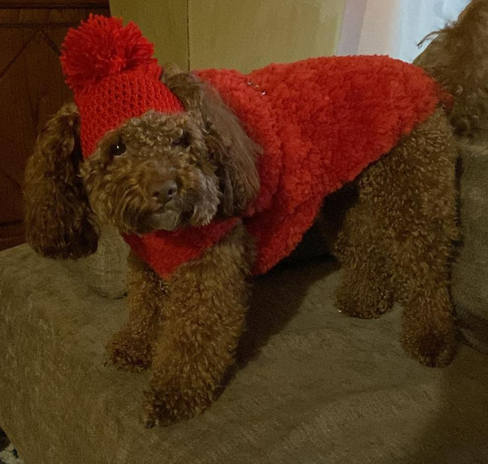 vestito pet Noah fatto completamente a mano