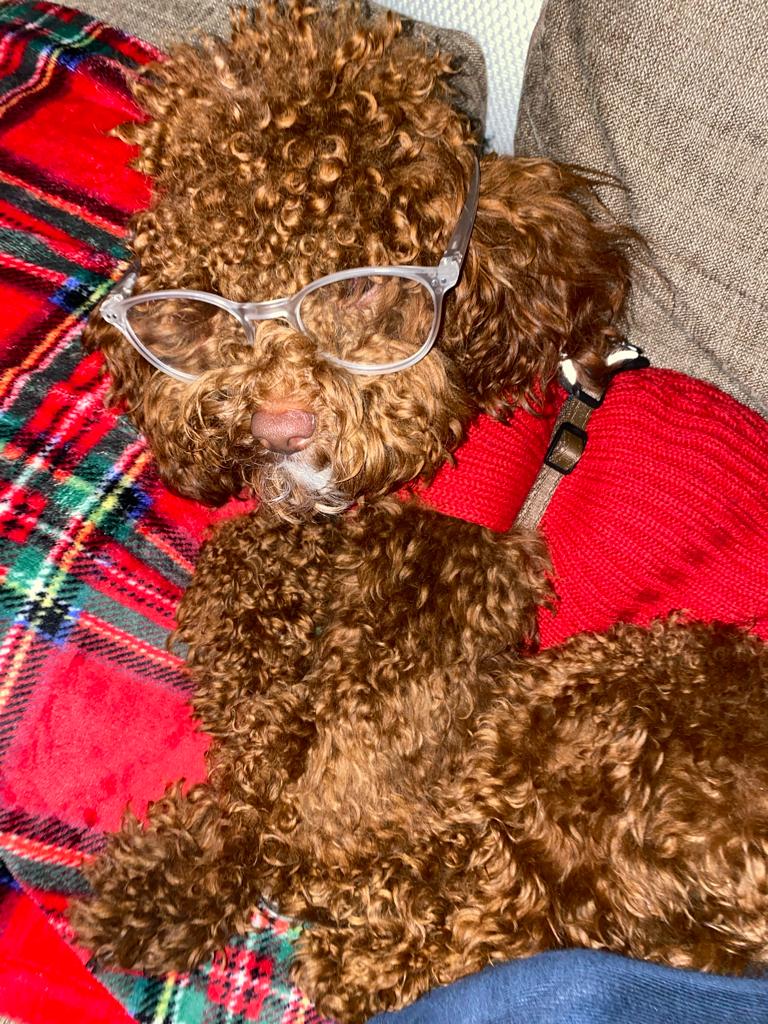 vestito pet Noah fatto completamente a mano
