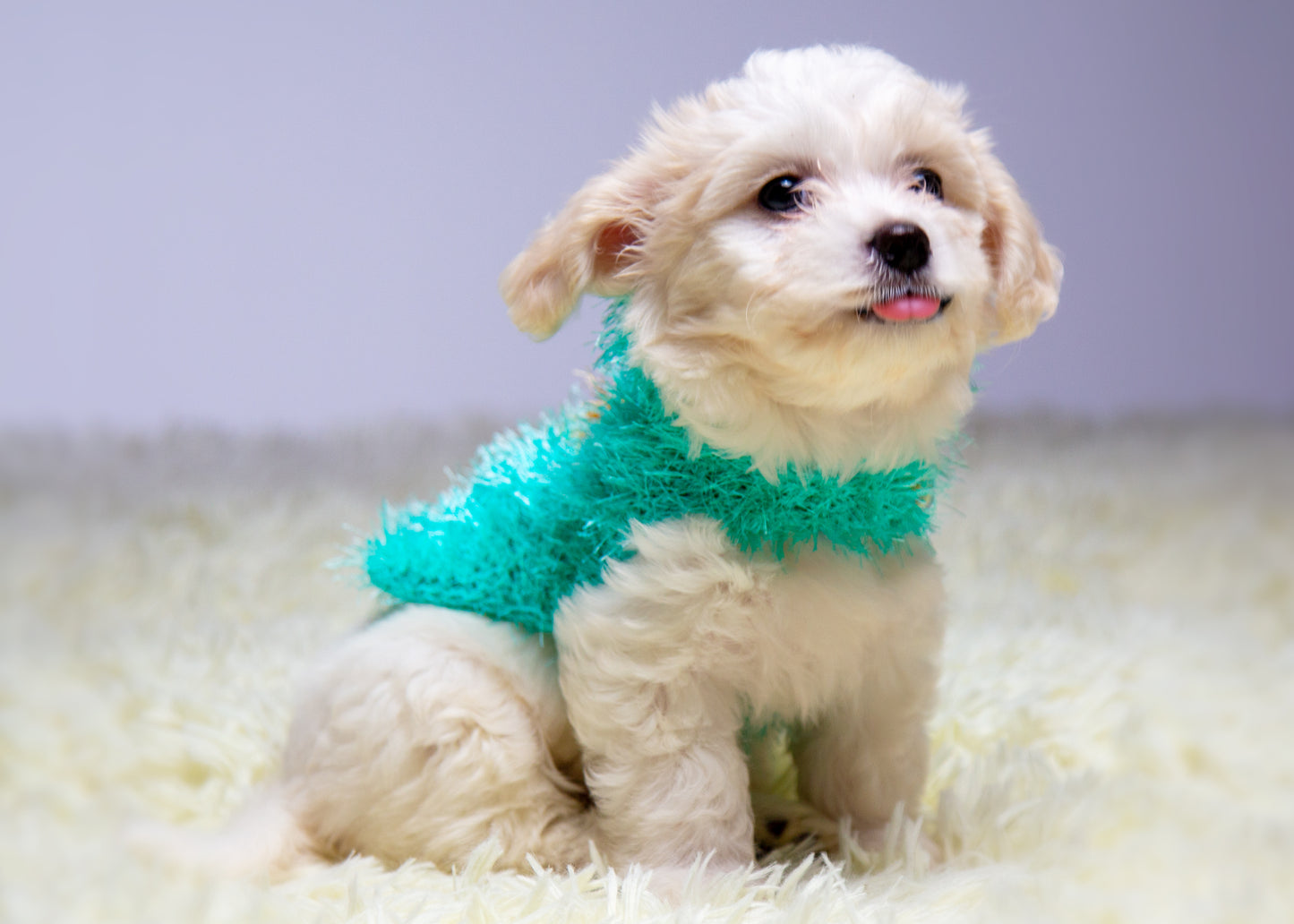 vestito pet Ninetta fatto completamente a mano