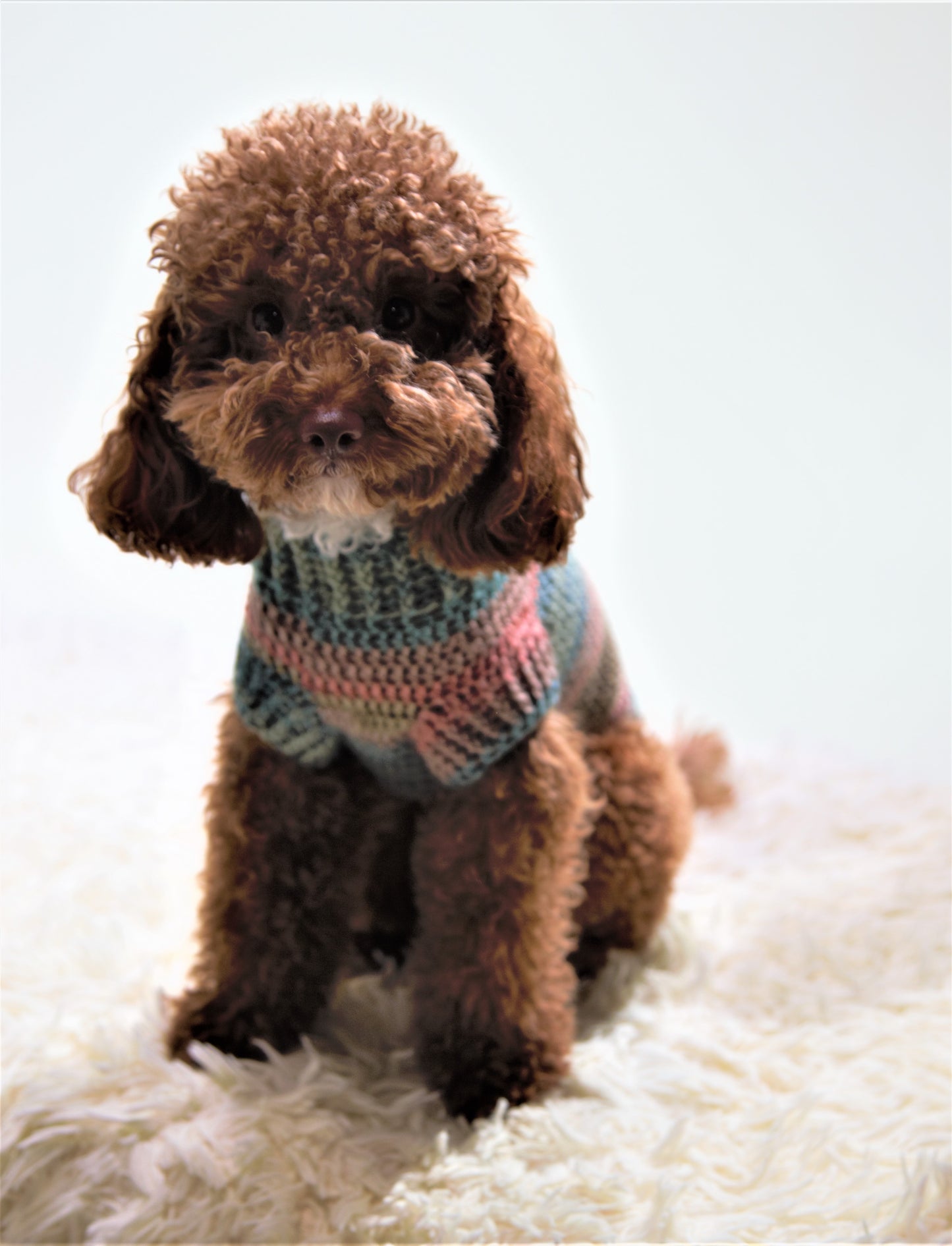 vestito per pet Oliver fatto completamente a mano